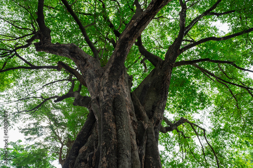 Low angle view ancient tree with green canopy in forest. Natural carbon capture and sequestration for climate change sustainability. Carbon neutrality and natural ecosystem environmental conservation.