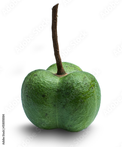 Fruit of the para rubber