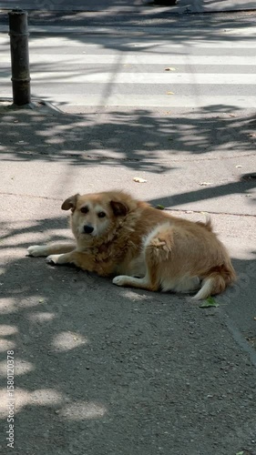 A lonely homeless dog lies on the street in a sunny day. 4K footage