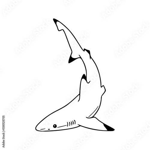 blacktip shark outline vector