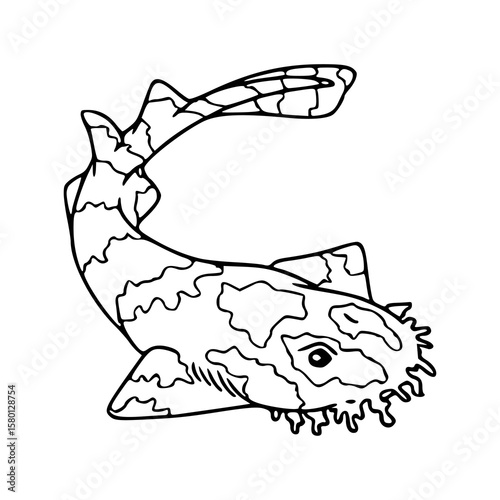 tasseled wobbegong outline vector