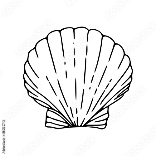 simple scallop shell outline vector