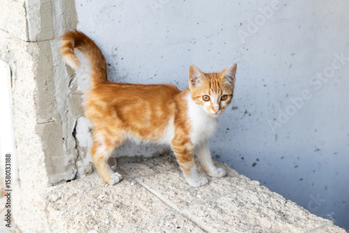 Fototapeta Naklejka Na Ścianę i Meble -  Small stray kitten, ginger and white on the street
