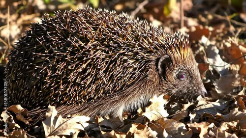Close up woodland hedgehog on autumn leaves natural light
