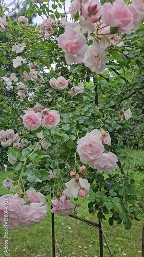 Gorgeous Pink Rose Garden with Lush Green Foliage 