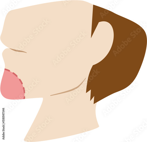 Illustration of a Human Chin