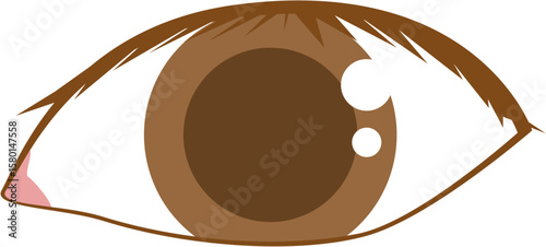 Illustration of the Human Eye