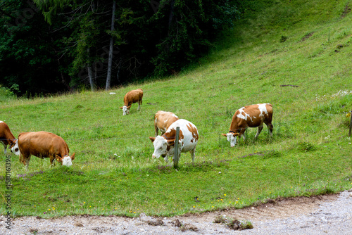 Cows grazing in green alpine meadows of Tyrol, Austria during a sunny afternoon