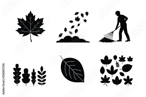 Autumn leaf collection and raking person leaves maple leaf