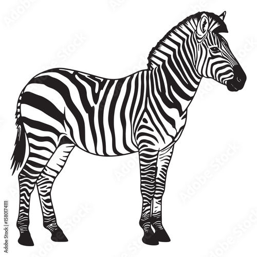 Black and white zebra standing profile view animal wildlife