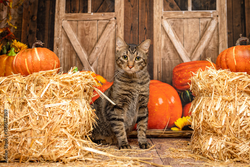 Tabby Cat Sitting Among Pumpkins and Hay in Barn Scene
