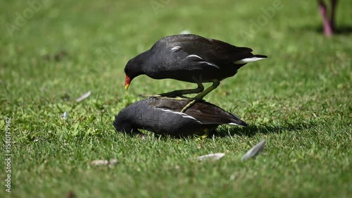 Moorhens getting frisky in the spring