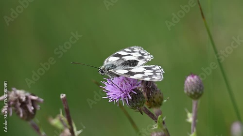 Melanargia galathea elegant Marbled white butterfly