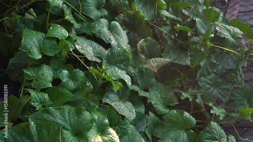 watering cucumbers in the summer heat in the backyard drops of water so that they do not wither vertical video