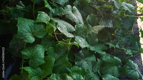 watering cucumbers in the summer heat in the backyard drops of water so that they do not wither vertical video