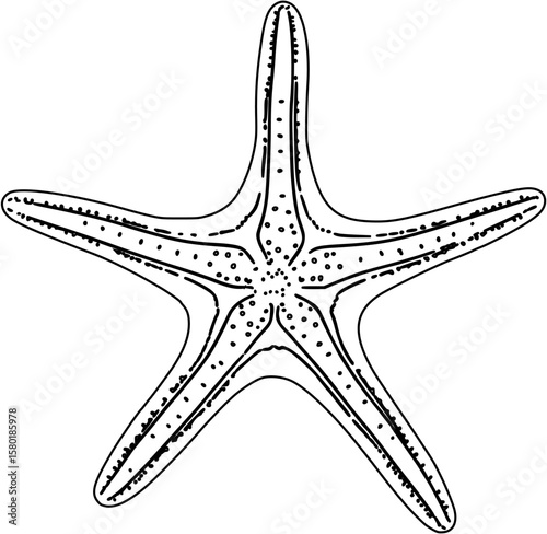 star fish line art sea animal underwater animal