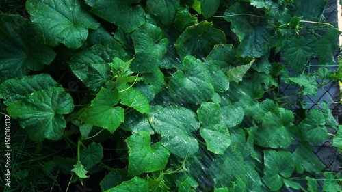 watering cucumbers in the summer heat in the backyard drops of water so that they do not wither vertical video
