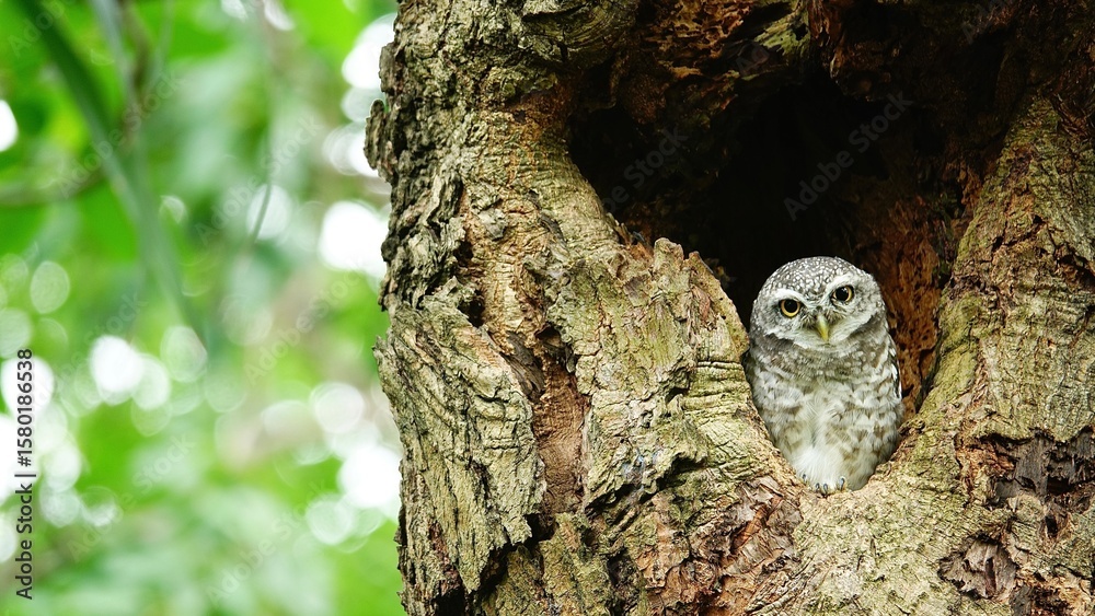 Obraz premium Close-up of a spotted owl (Athene brama) perched on the rim of a tree cavity. This owl has striking yellow eyes, a pointed beak, and beautifully patterned plumage 