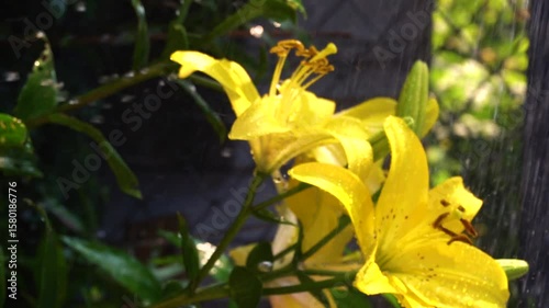 watering yellow flowers in the summer heat in the backyard drops of water so that they do not wilt vertical video