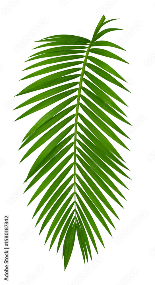 Obraz premium Illustration Green Palm Leaf Isolated Tropical Foliage Transparent BG