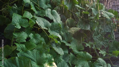 watering cucumbers in the summer heat in the backyard drops of water so that they do not wither vertical video