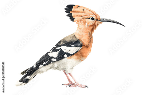 Eurasian Hoopoe Bird Illustration