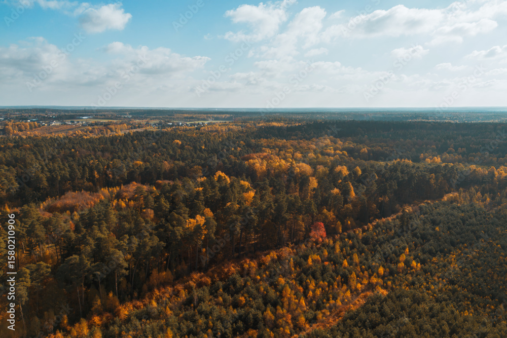 Fototapeta premium Scenic forest landscape in autumn season