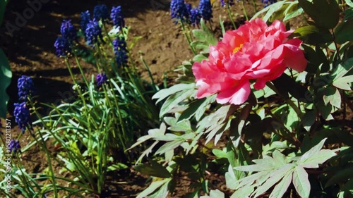 Wallpaper Mural 牡丹の花 Torontodigital.ca