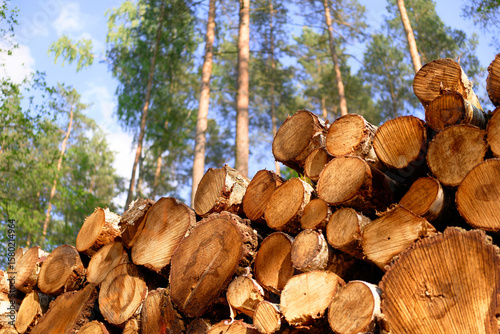 Papier peint Sawn hardwood logs ready for use