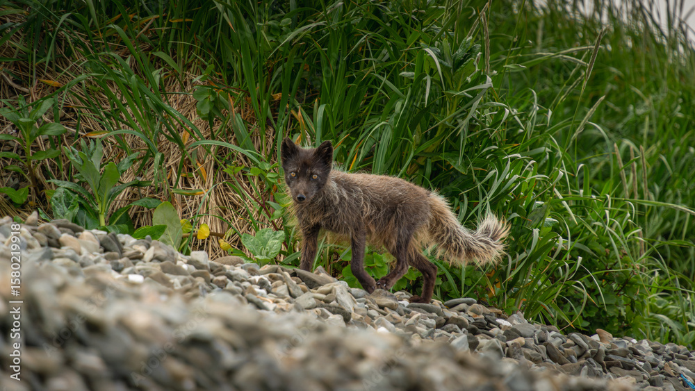 Obraz premium Wild fox walking along rocky shoreline, surrounded by lush green grass, showcasing natural habitat and wildlife in a serene outdoor environment