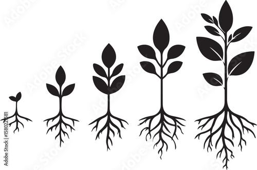 Plant growth stages roots leaves seedling sprout