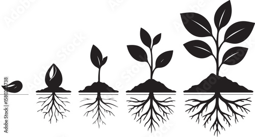 Seed to plant growth stages sprout seedling