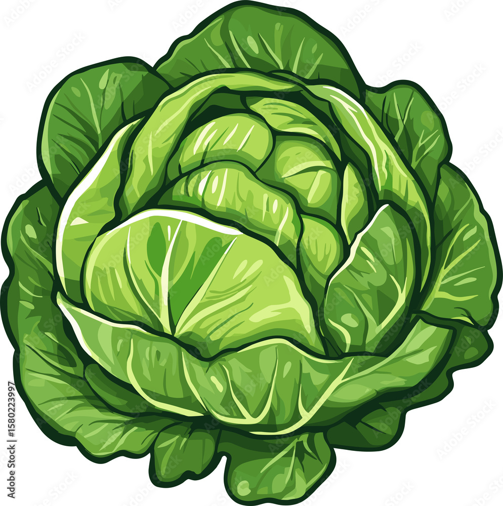 Vibrant, fresh head of cabbage with tightly packed green leaves. Healthy eating. Vibrant, fresh head of cabbage with tightly packed green leaves. Healthy eating.