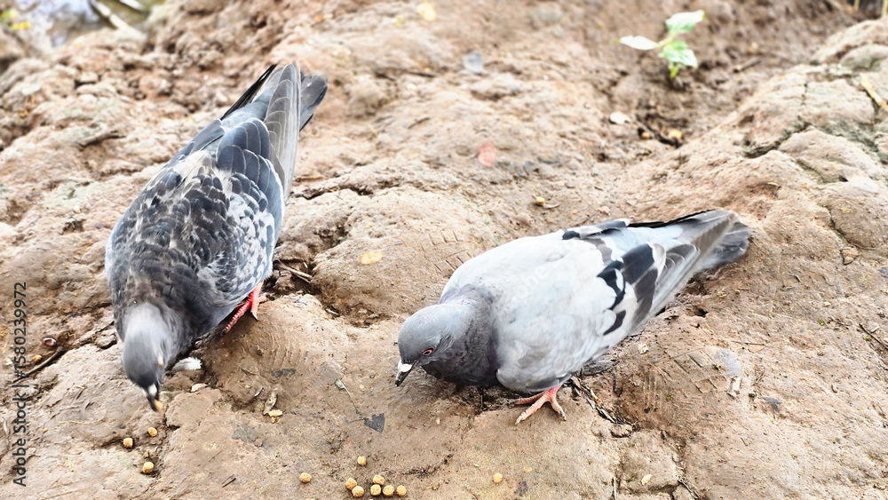 Fototapeta premium Beautiful Gray pigeon on the ground
