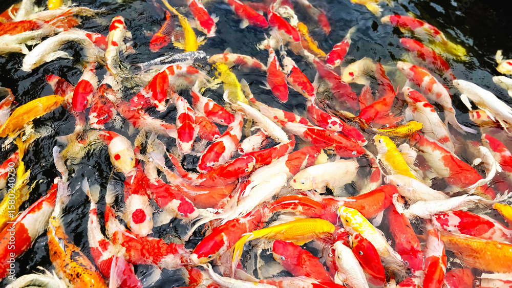 Fototapeta premium Royal carp in the pond, Colorful decorative fishes