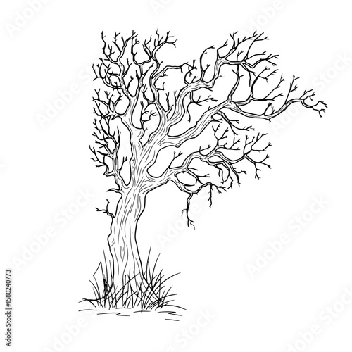 Old gnarled tree from dark forest thicket, black and white sketch in simple style. Vector illustration. Tree in thick grass, isolated on white background. Halloween, autumn, magic and witchcraft theme