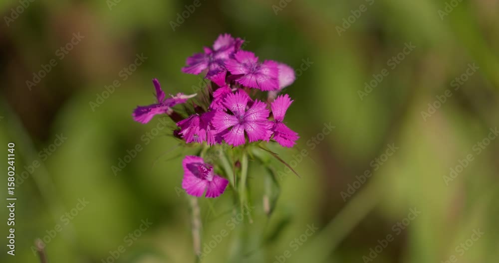 Wild Sweet William (Dianthus barbatus) in Bloom in a Grassland Wild Sweet William (Dianthus barbatus) in Bloom in a Grassland