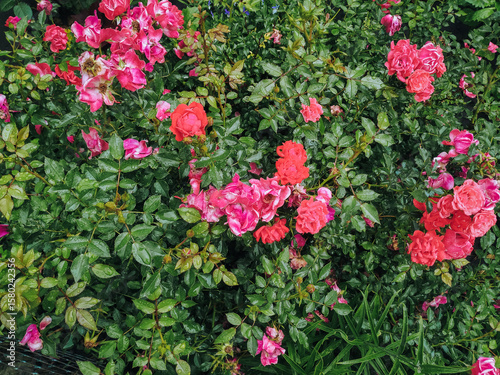 Wallpaper Mural Fresh natural pink roses with raindrops bloom in the garden. Gardening concept. Torontodigital.ca