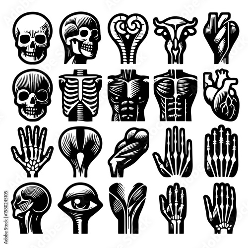 set of Skeleton (composed of cartilage and bone) vectors