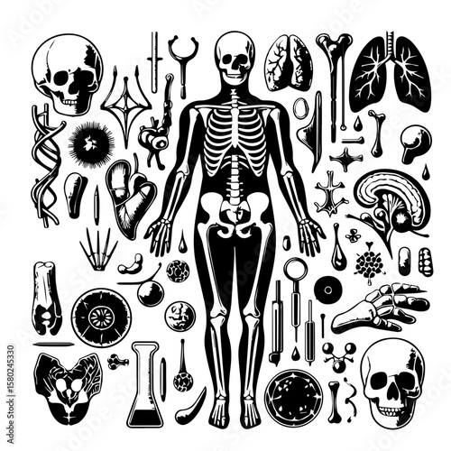 set of Skeleton (composed of cartilage and bone)