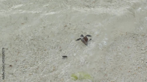 Baby sea turtle hatchling runs across the sand toward the ocean and swims in water after release from nest