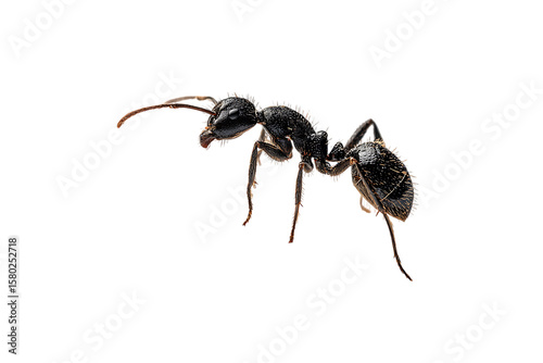 Close-up of a black ant in mid-air.