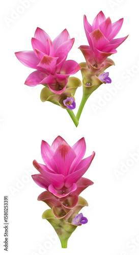 Isolated Siam Tulip Flower on Transparent Background Floral Illustration