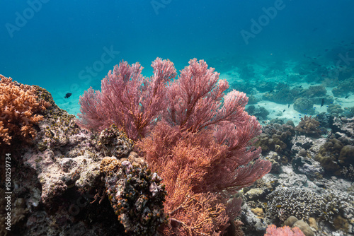 Sea Fan, a beautiful soft coral in the clear tropical sea in Bali, Indonesia.