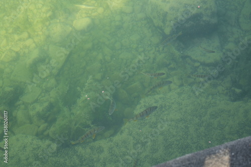 Fototapeta Naklejka Na Ścianę i Meble -  fish swimming in the lake of zug, switzerland