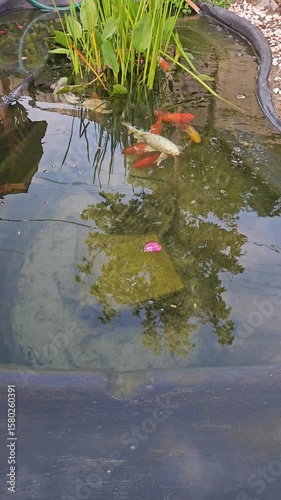 Vibrant Koi Fish and Lush Plants in a Garden Pond