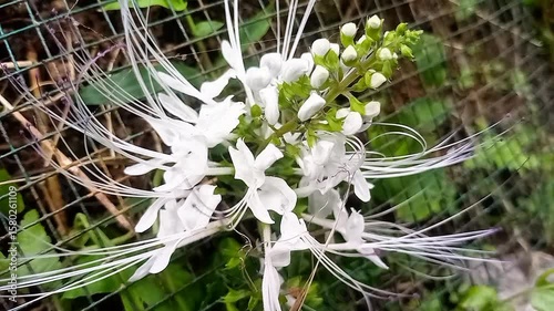 The Benefits of Cat's Whiskers (Orthosiphon stamineus) for Kidney Stones