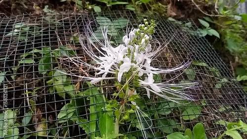 The Benefits of Cat's Whiskers (Orthosiphon stamineus) for Kidney Stones