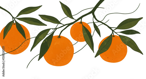 Orange Fruit Branch Illustration Transparent Background Vector Graphic