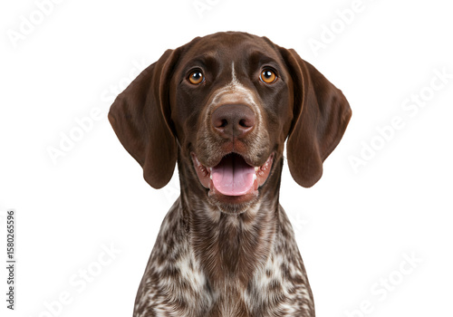 Cute Portrait of Brown and White German Shorthaired Pointer Puppy Dog